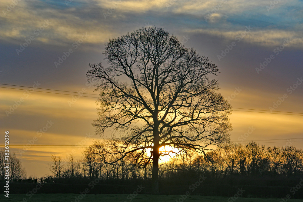 tree at sunrise in winter