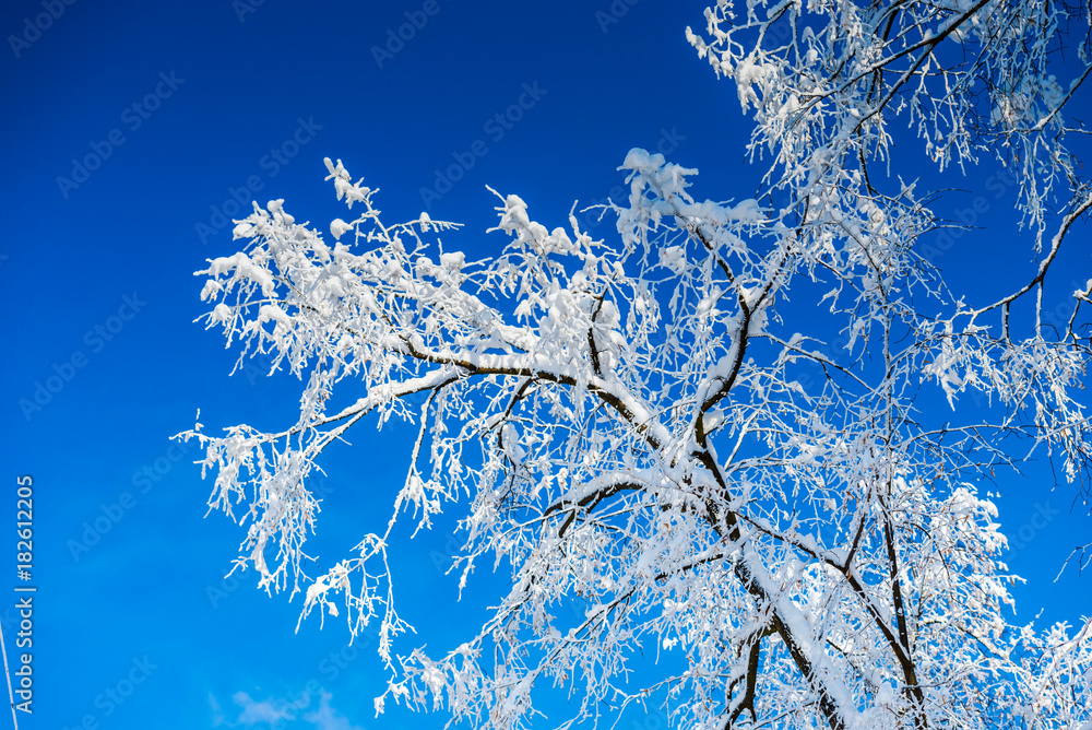 Fresh snow Fresh snow