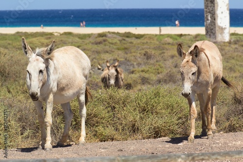 Fototapeta Naklejka Na Ścianę i Meble -  Donkeys near the beach in Morro Jable, Fuerteventura- Canary Islands