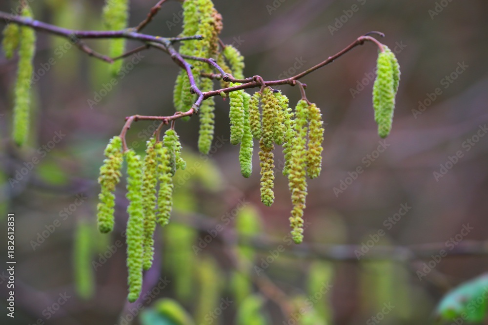 Naklejka premium Catkins
