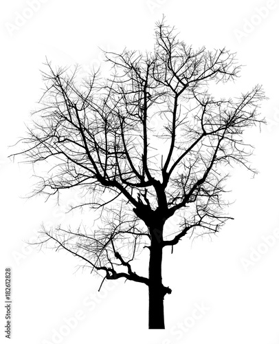 Dead black tree silhouette isolated on white background