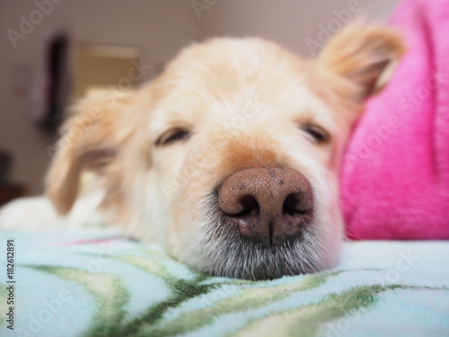 Schlafender Hund honigfarbend Nahaufnahme