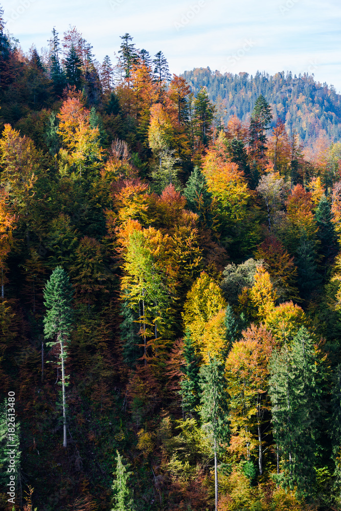 Colorful trees in fall season Colorful trees in fall season