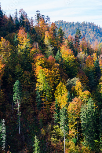 Colorful trees in fall season