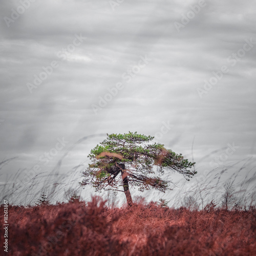 Alleinstehender zentrierter Baum in Vennfläche in rot & grün photo