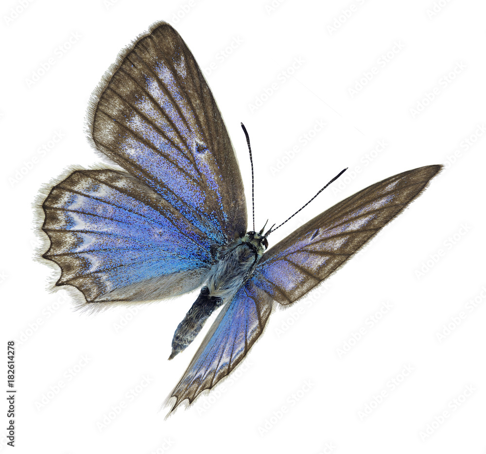 Naklejka premium Meleager’s blue (Polyommatus daphnis), female specimen in flight