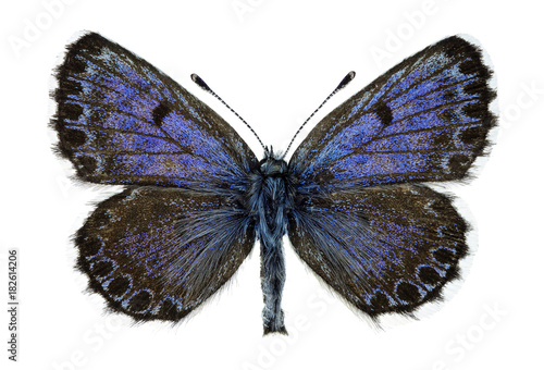 Chequered blue, male specimen isolated on white © Marco Uliana