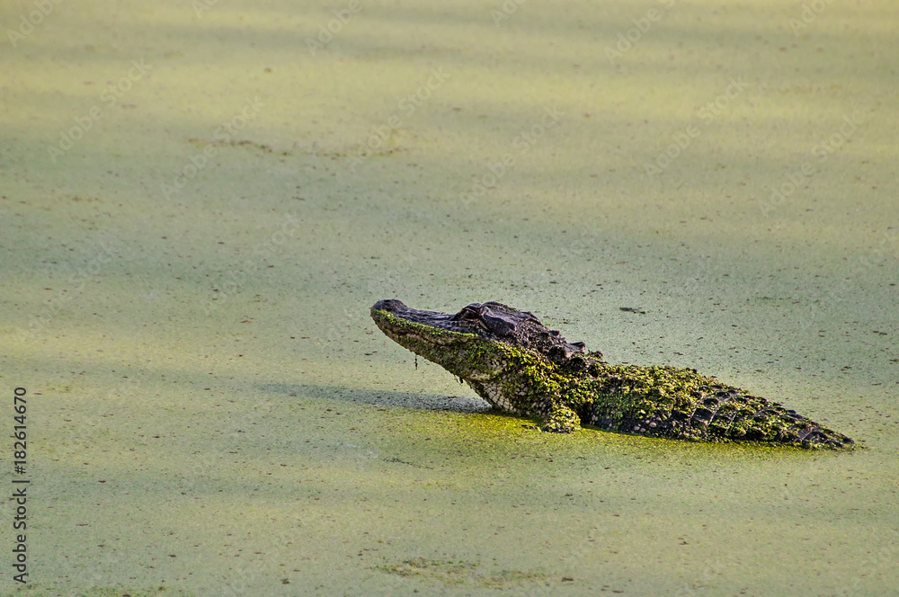 Alligator im Sumpf Alligator im Sumpf