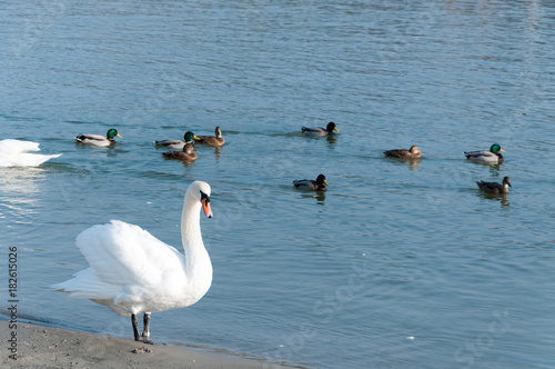 Swan, Flock of beautiful white mute swans swim in the blue water surrounded by ducks selective focus © Srdjan