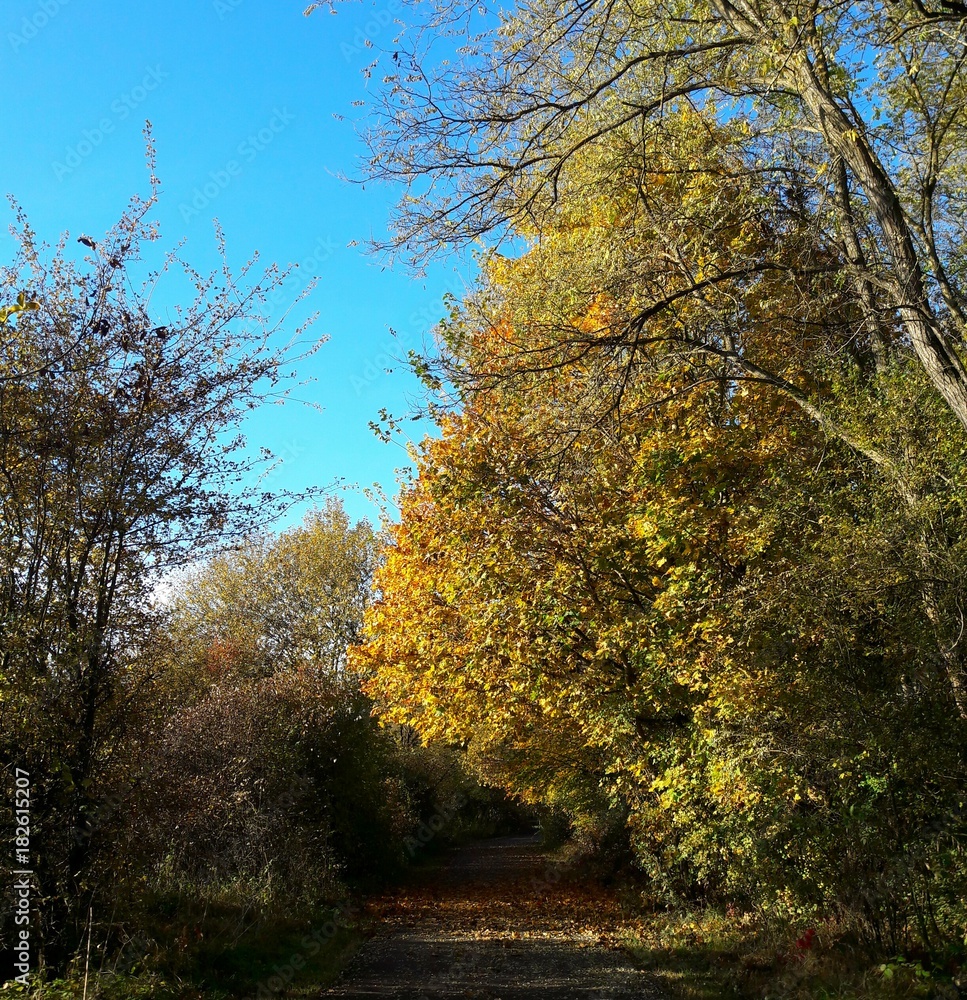 Naklejka premium Colourful countryside road in fall