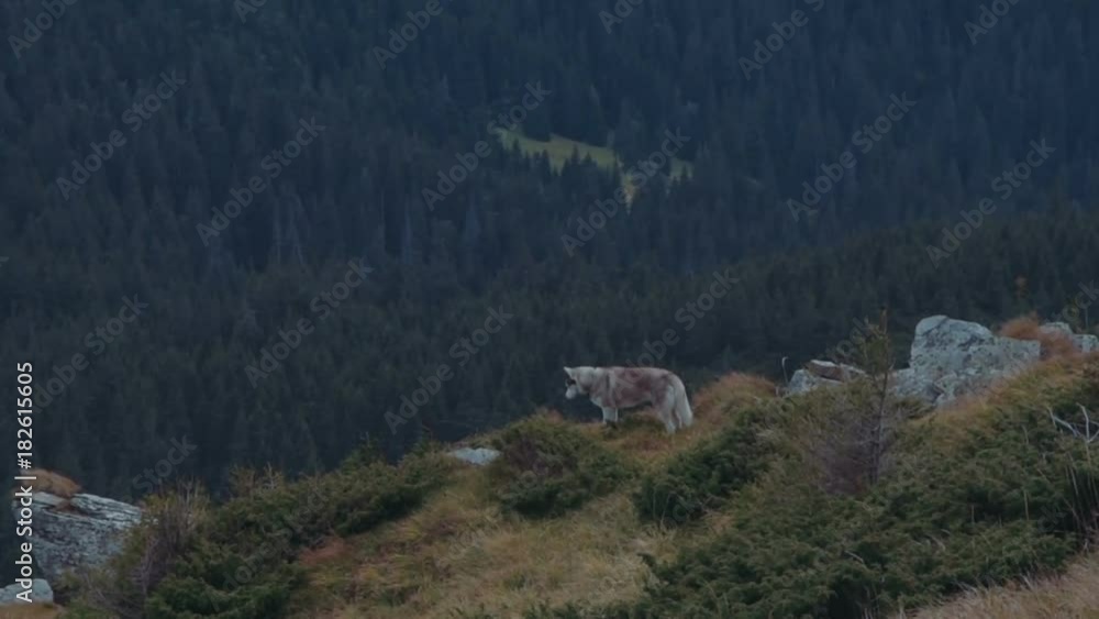 siberian husky dog in mountains siberian husky dog in mountains