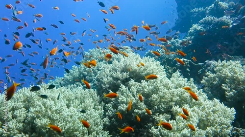 School of tropical fish in a colorful coral reef with water surface in background, Red sea, Egypt. Full HD underwater footage. photo