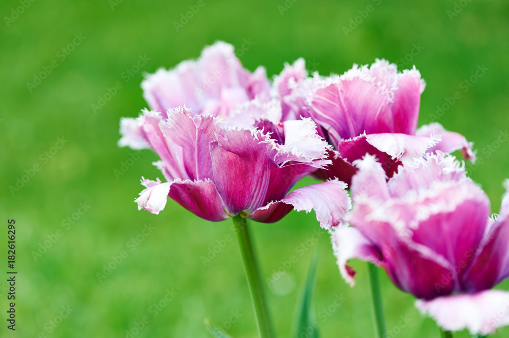 Violet tulip flowers Violet tulip flowers