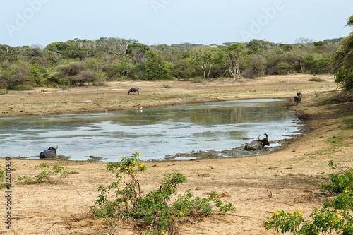 Water buffalo resting in the mud at the pond in Yala National Park in Sri Lanka.