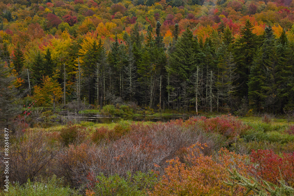 Fototapeta premium Colorful trees