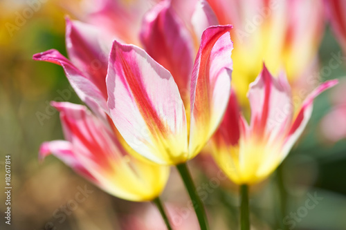 Colorful spring tulips