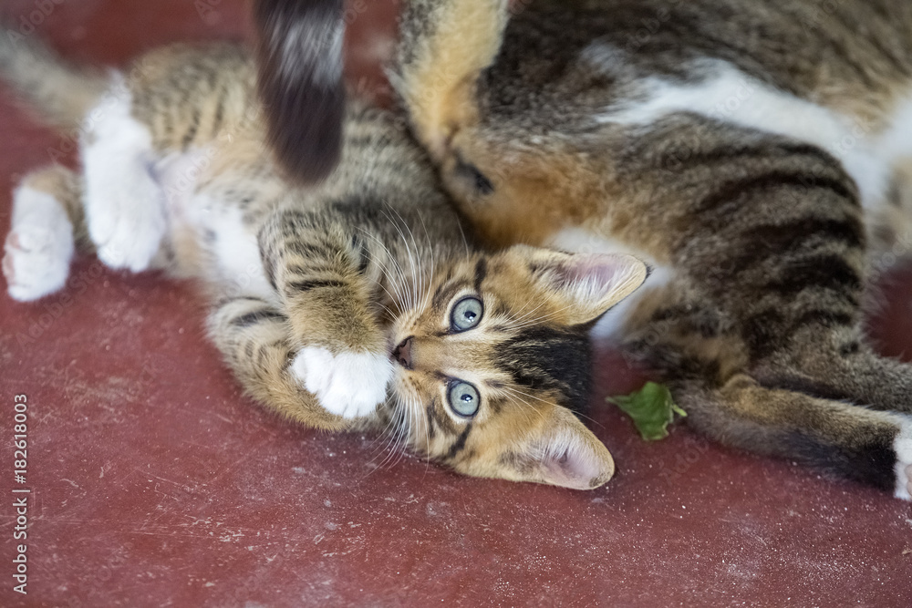 A cute small kitten plaing with mom and looking at the camera A cute small kitten plaing with mom and looking at the camera