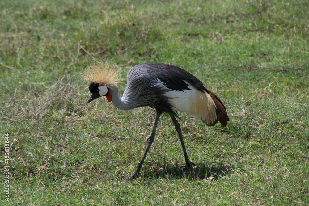 Fototapeta premium Grey Crowned Crane