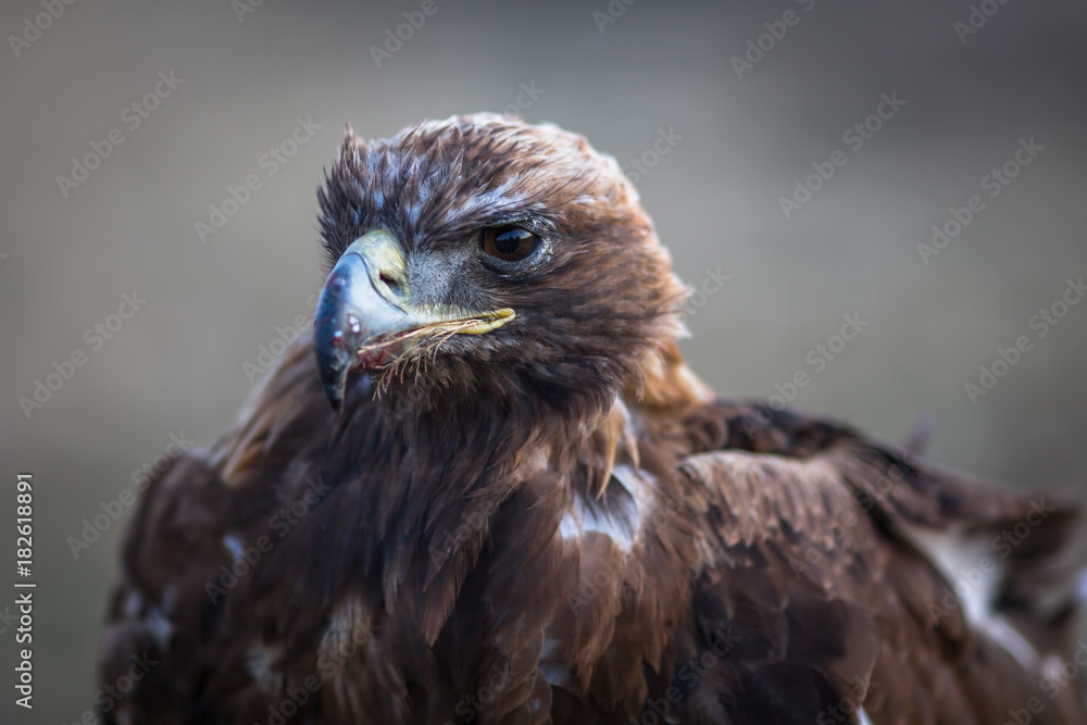 Fototapeta premium Golden Eagle closeup, Mongolia.
