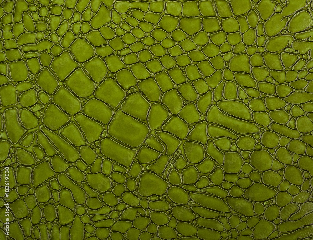 green crocodile skin texture close-up; reptile texture as background Stock  Photo