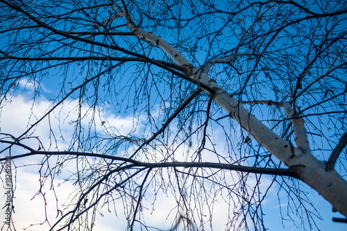 Looking up at the blue sky with cloud through the trees branches. photo