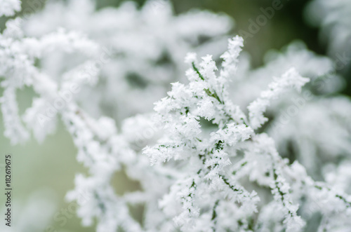 Close up of green cedar branches with fresh snow resting on top © caocao191