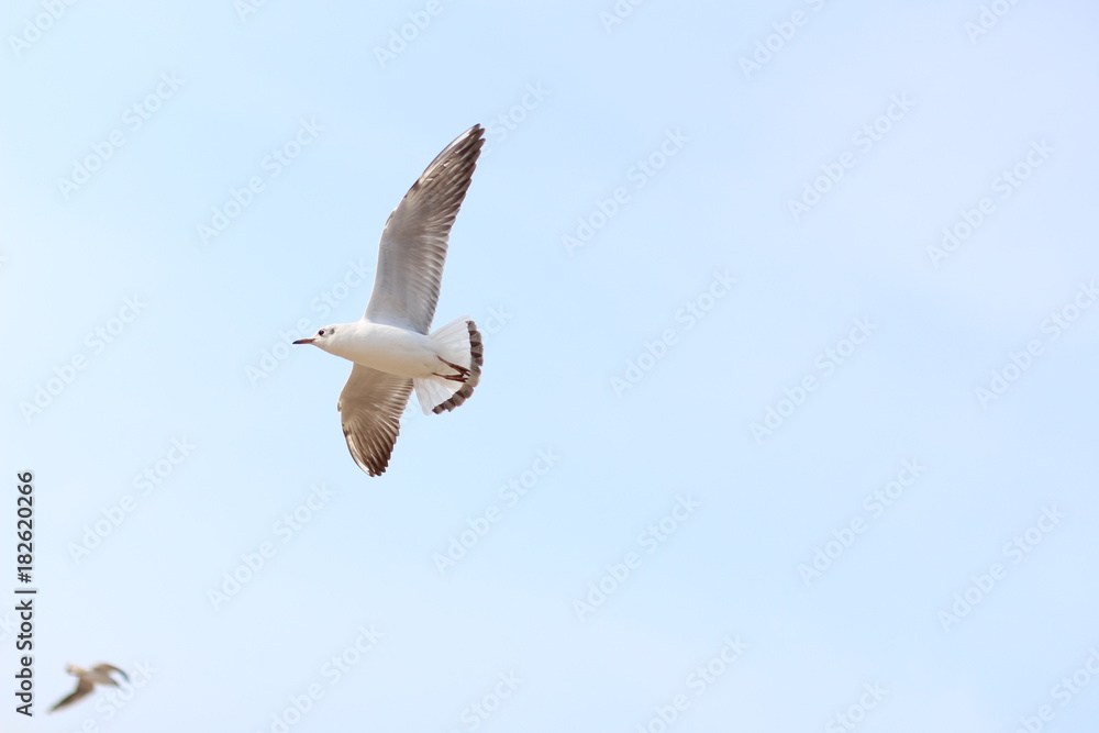 Seagull