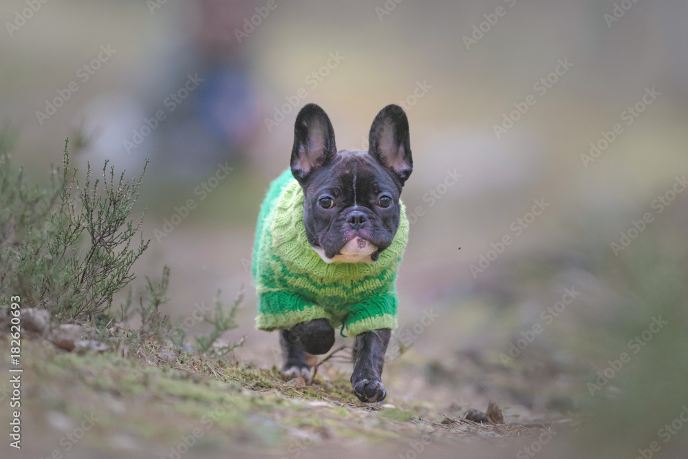 French bulldog puppy running towards the camera in a forest with his careholder in the background French bulldog puppy running towards the camera in a forest with his careholder in the background