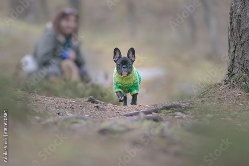 French bulldog puppy runnin...