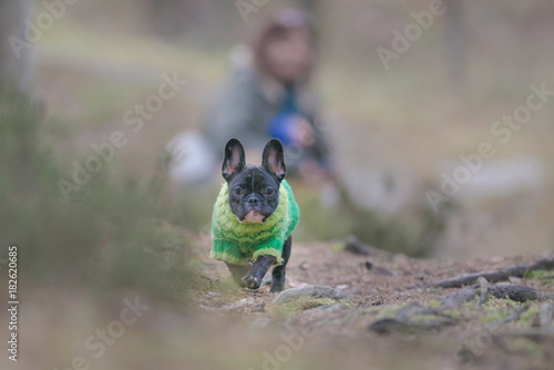 French bulldog puppy runnin...