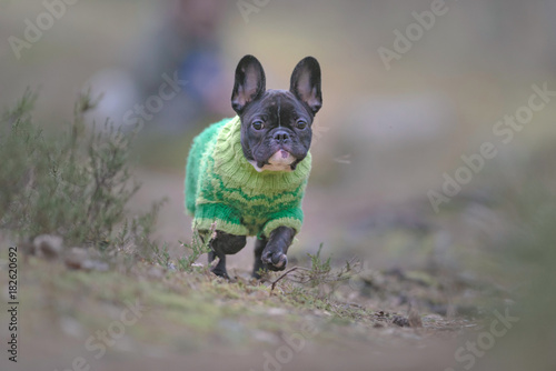 French bulldog puppy runnin...