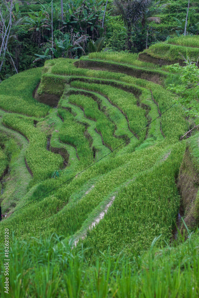 Rice Fields