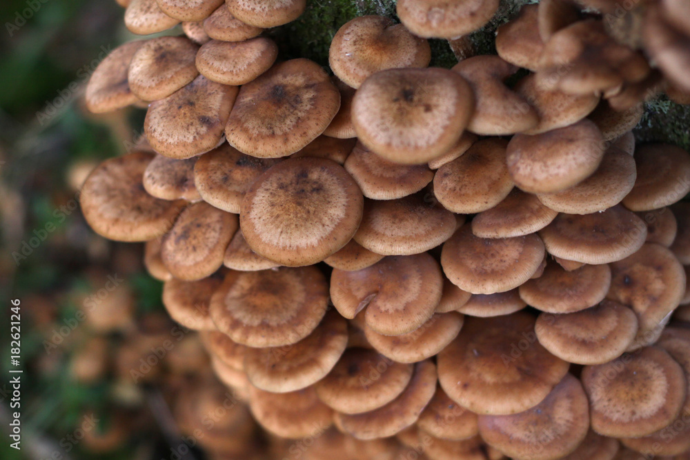 Edible mushrooms Agaric honey fungus or Armillaria mellea, cluster caps, macro, selective focus. Edible mushrooms Agaric honey fungus or Armillaria mellea, cluster caps, macro, selective focus.