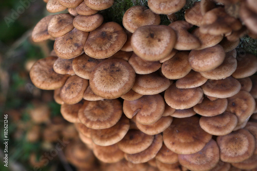 Edible mushrooms Agaric honey fungus or Armillaria mellea, cluster caps, macro, selective focus.