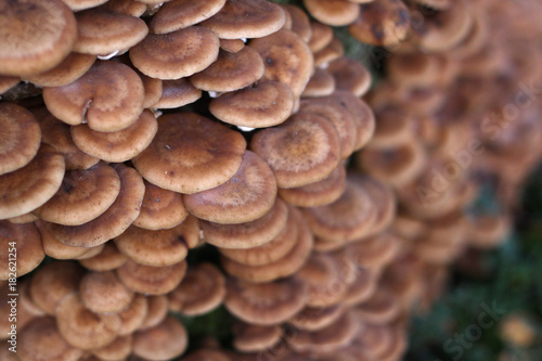 Edible mushrooms Agaric honey fungus, cluster caps, macro, selective focus.