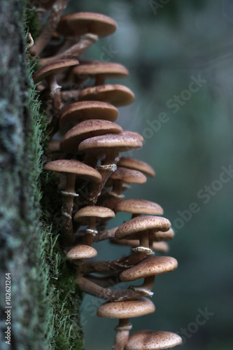 Honey agaric mushrooms on the tree in the autumn forest