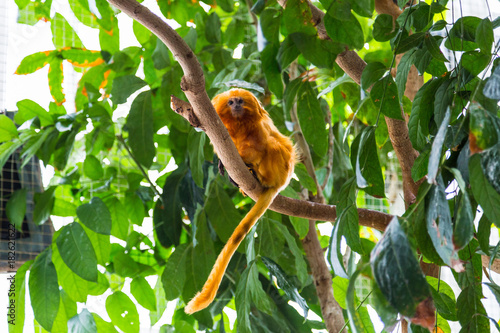 Photography Golden lion tamarin monkey on a tree in Maryland National Aquarium