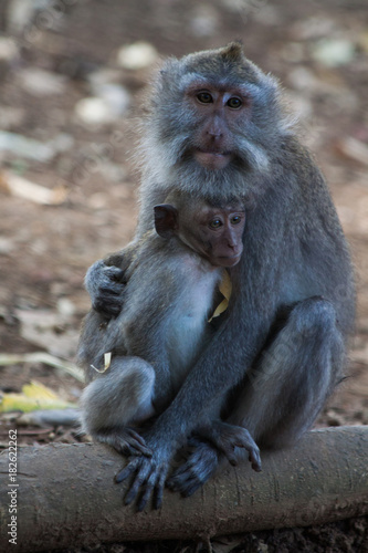 macaque © PieBase