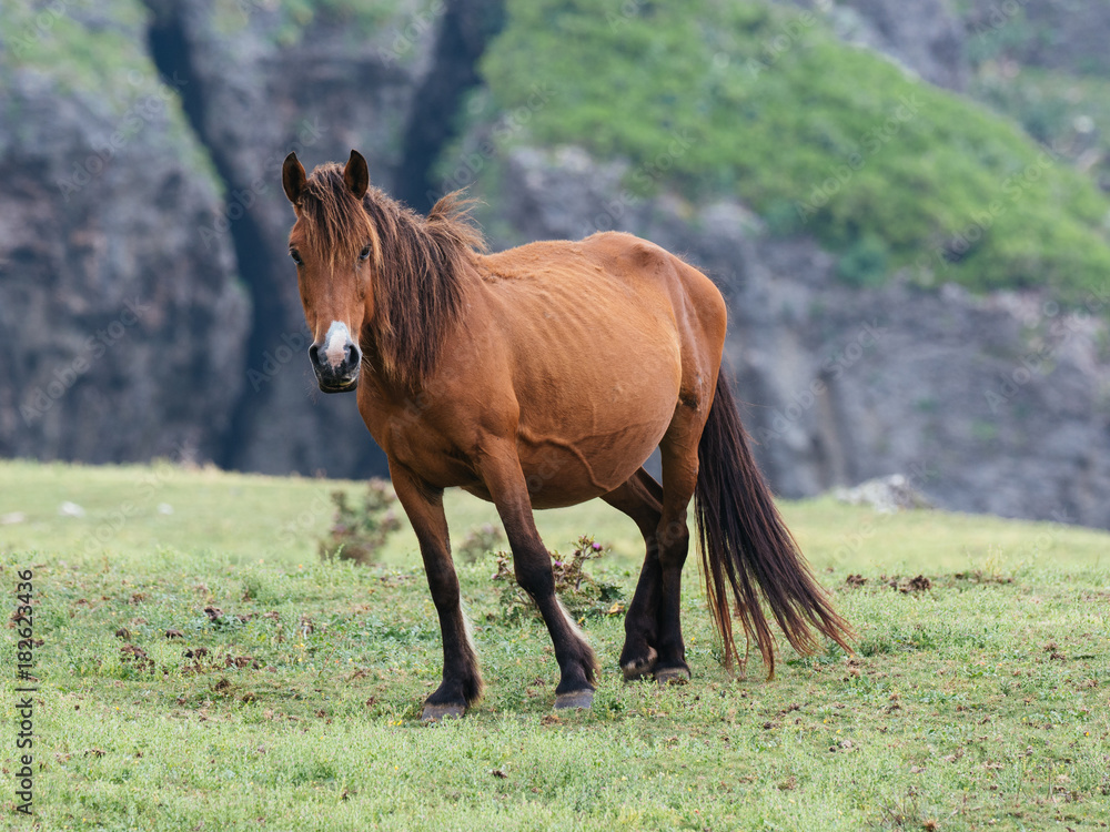 Obraz premium 与那国馬