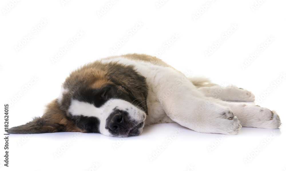 puppy saint bernard puppy saint bernard