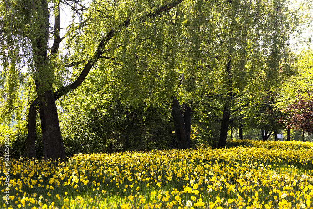 Obraz premium dandelion flower