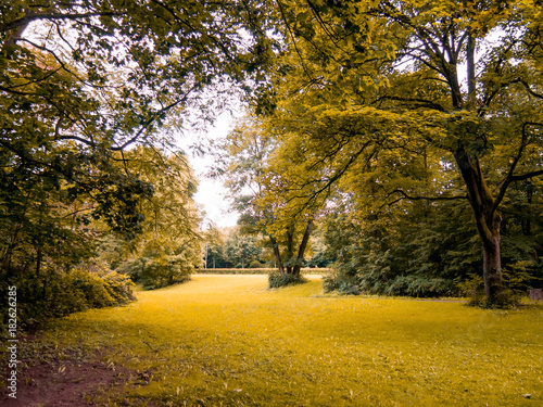 yellow-leafed trees and grass in the autumn