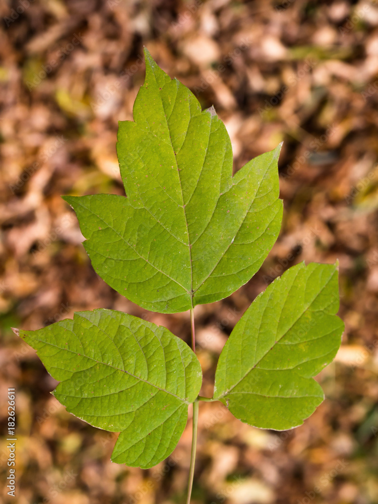green leaf on red leaves in autumn green leaf on red leaves in autumn