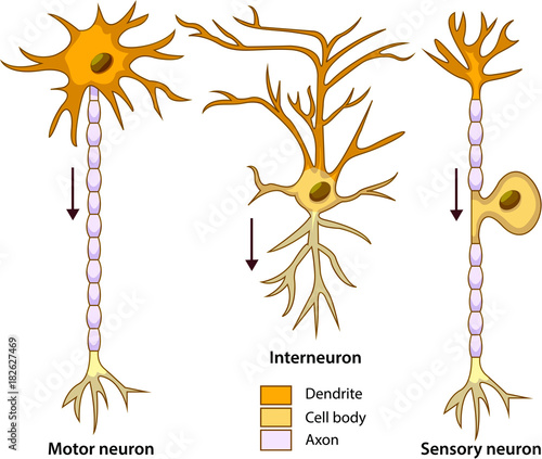 Schematic vector illustration of three types of neurons or nerve cells.