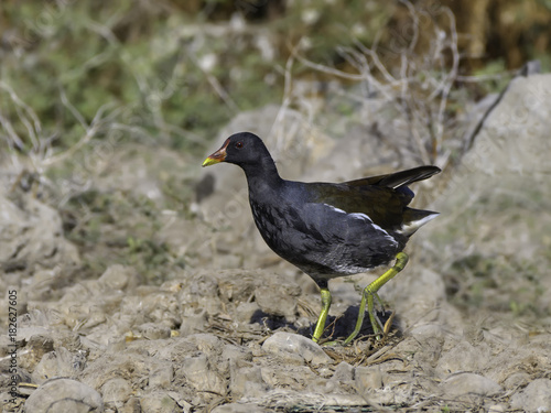 Common Moorhen Walking