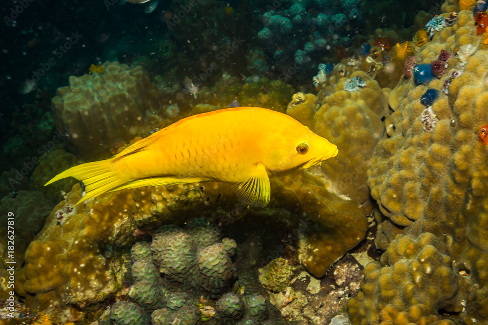 Fish on a reef Fish on a reef