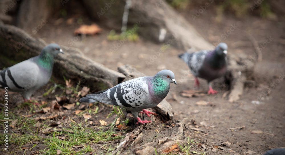 Obraz premium szare gołębie