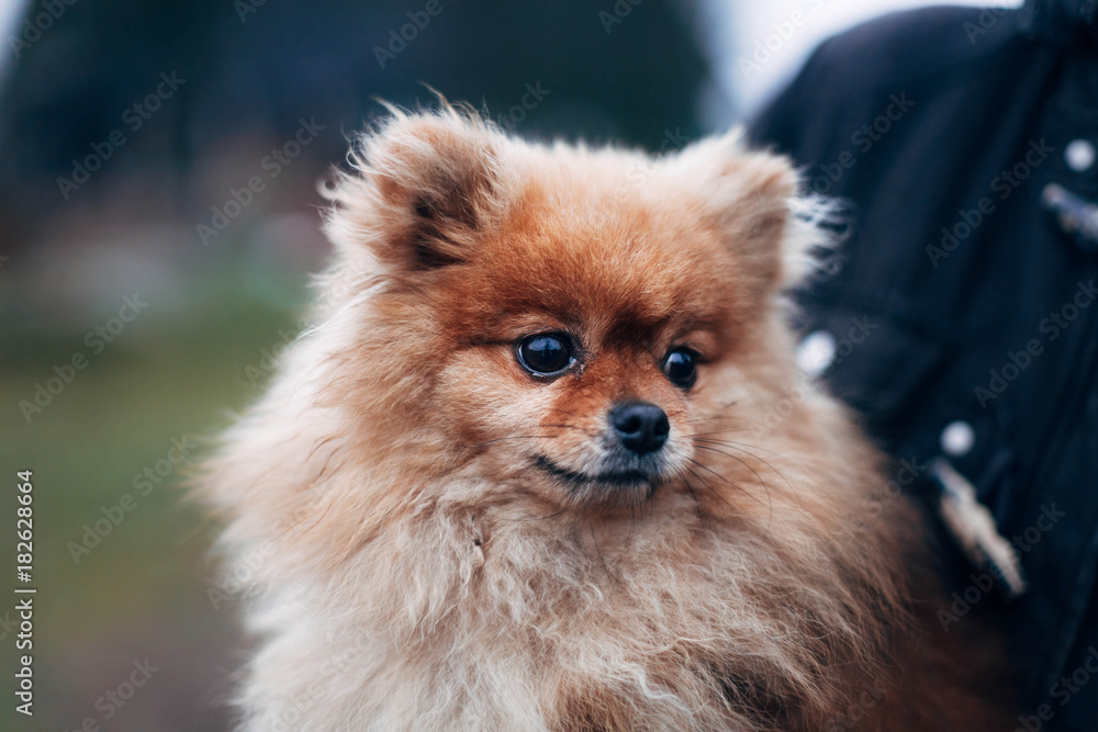 Portrait of a Red Spitz