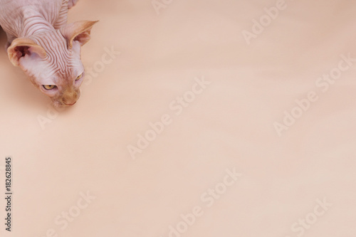 Pink spynx cat on pink background photo
