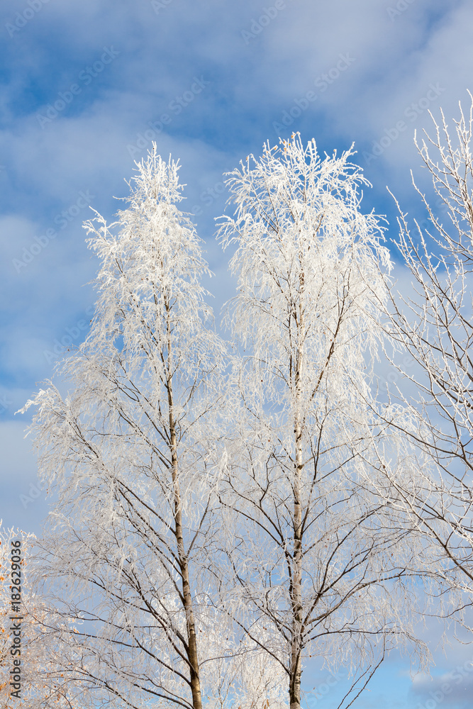 Frost covered birch treetops and blue sky Frost covered birch treetops and blue sky